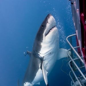 Meet your Posher, Clare